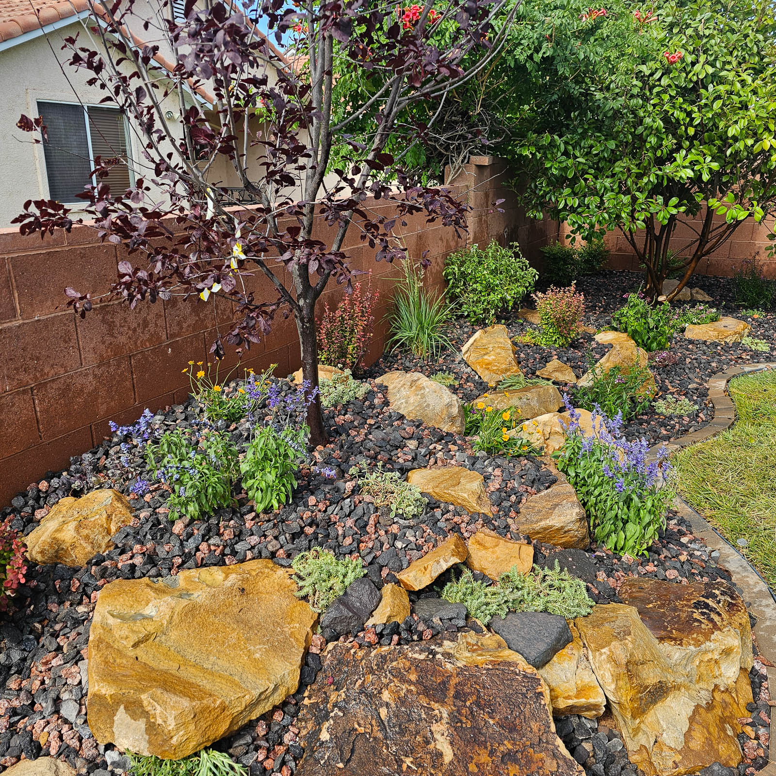 Desert rock garden with boulders and flowering plants